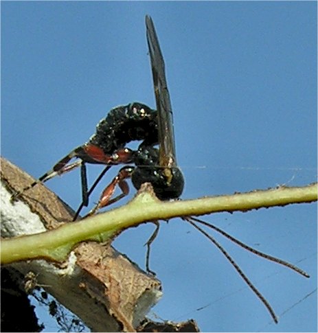 larve di lepidottero defoliatore: Clostera anastomosis